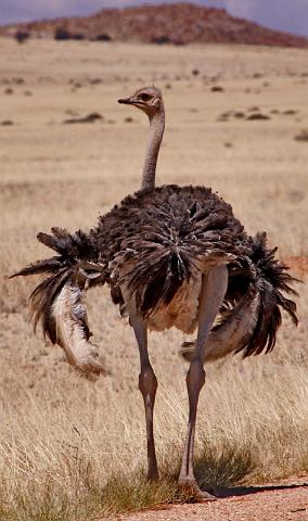 048 Aus, struisvogel.JPG
